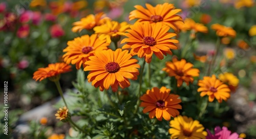 Orange flowers blooming vib...