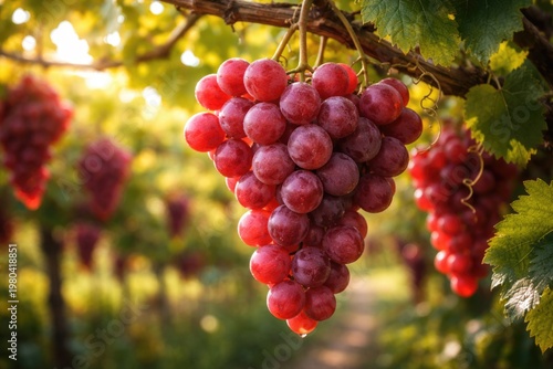 Sweet Red Globe table grapes hanging on grapevine branch celebrating harvest time
