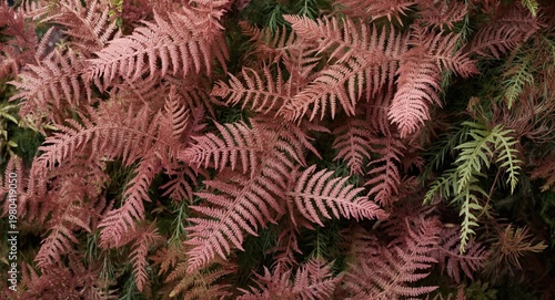 Winter decor background fea...