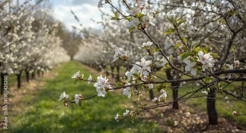 Idyllic spring orchard fill...