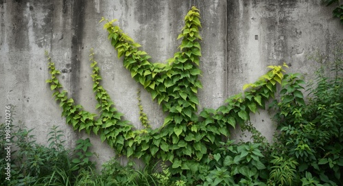 Vibrant climbing plant scal...