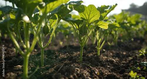 Young cucumber crops growin...