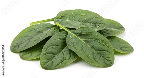 Fresh Green Spinach Leaves with Water Droplets on a White Background, Healthy Organic Vegetable Food
