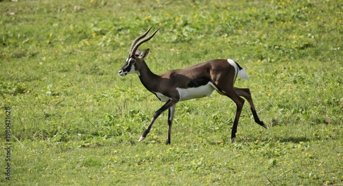 Pet blackbuck in lively pla...