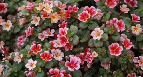 Zonal pelargonium thriving ...