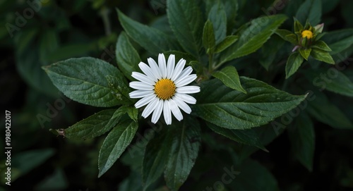 False Daisy medicinal plant...