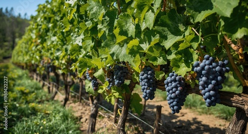 Vineyard full of ripe purple grapes on lush green vines with natural sunlight and copy space