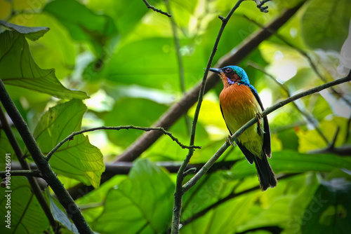 Male Ruby-cheeked Sunbird (Chalcoparia singalensis) perched on a tree branch in its natural tropical forest habitat.