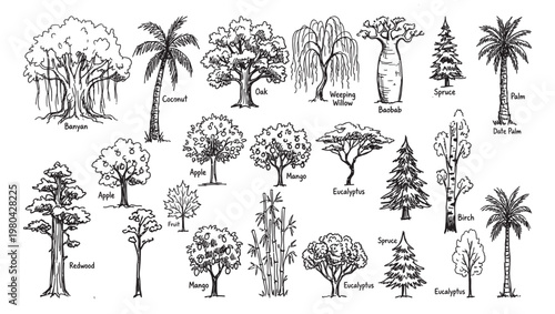 Hand Drawn Tree Vector Set Various Trees Botanical Illustration Forest Elements for Landscape Design Clipart Bundle Download Collection
