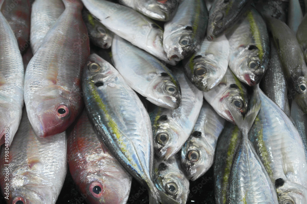 Fototapeta premium Many different fishes at market. Seafood concept. 