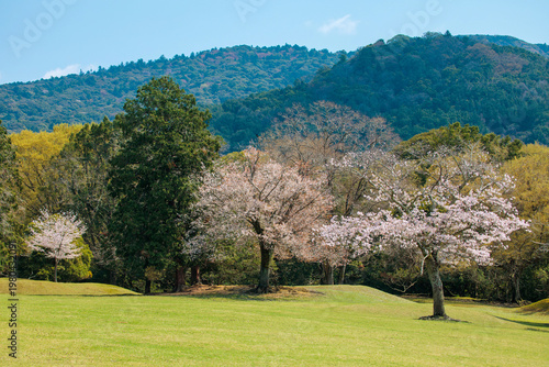 奈良県飛火野春の世界自然遺産