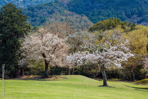 奈良県飛火野春の世界自然遺産