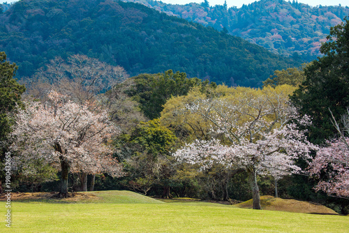 奈良県飛火野春の世界自然遺産
