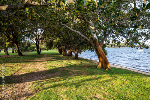 Foto Mature trees casting shadows on grassy lawn beside Swan River in Matilda Bay, Pe