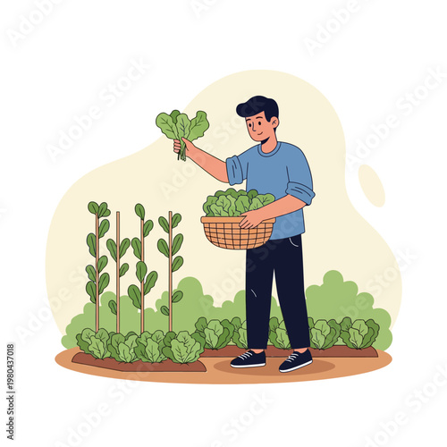 Vector illustration of a young man harvesting fresh green leafy vegetables or lettuce into a woven basket while standing in a garden with plant rows and climbing stalks.