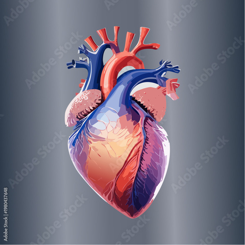 Stylized Anatomical Human Heart Illustration on Gradient Background
