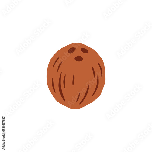 Hand drawn vector illustration of coconut fruit with white flesh isolated on white background.