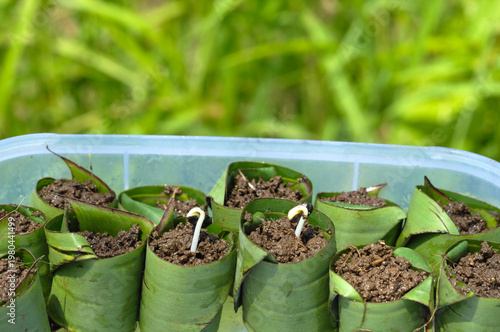 Seedlings Growing in Leaf Pots Close-Up