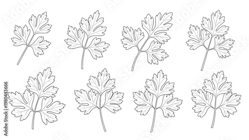Detailed line art illustrations of eight fresh parsley leaves showing different shapes and sizes for culinary herbs and healthy cooking design themes.