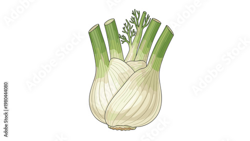 Detailed hand drawn illustration of a fresh organic fennel bulb with green stalks and feathery leaves on a white background.
