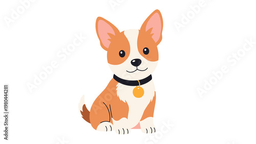 Cute corgi puppy sitting and looking forward with its large ears up and wearing a black collar with a gold tag on a white background.
