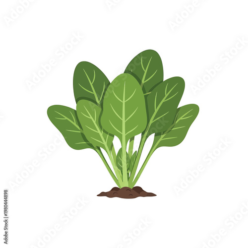 Fresh green spinach plant growing in soil vector illustration