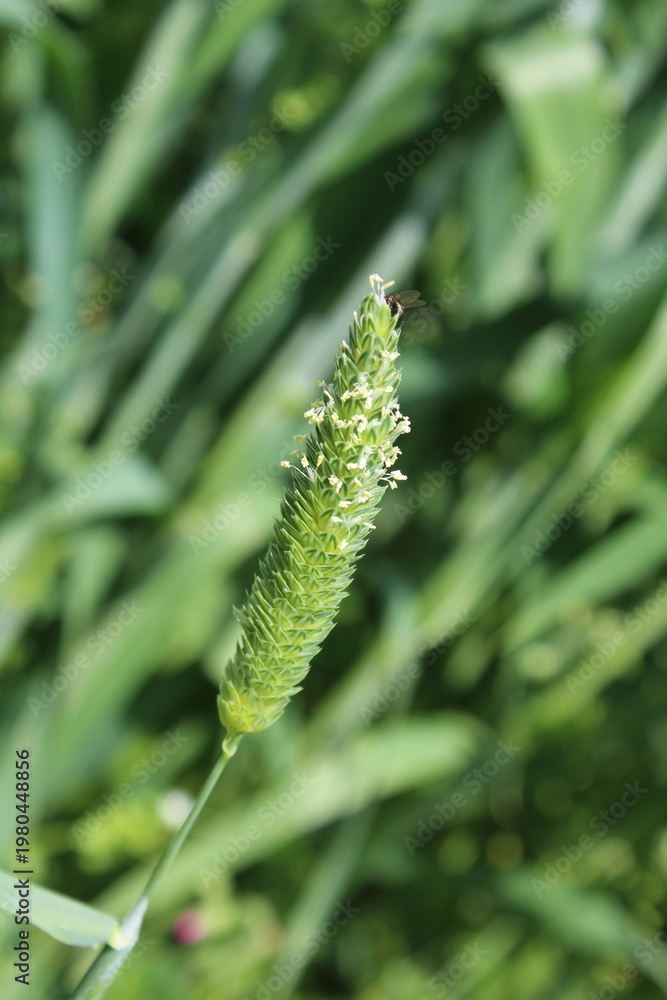 Fototapeta premium Phalaris paradoxa, annual grass or Canary Grass