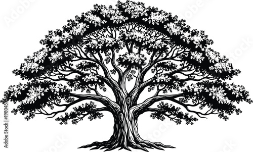 Detailed black and white oak tree vector illustration with wide branches and lush foliage for nature environment or genealogy concept