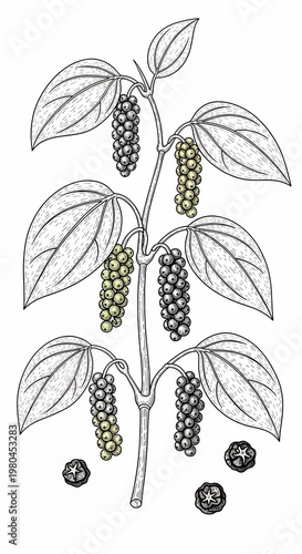 Artistic botanical illustration of peppercorns on vine, delicate line art, earthy tones, vibrant harvest.