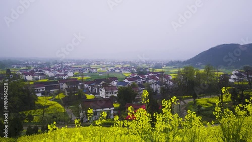 Rapeseed flower field.