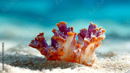 Vibrant Coral Reef Formation on Sandy Ocean Floor