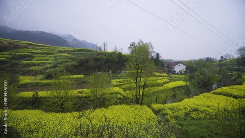 Rapeseed flower field.
