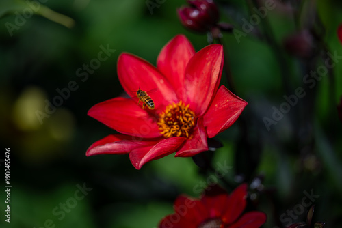 Red flower with honey bee macro pollination scene