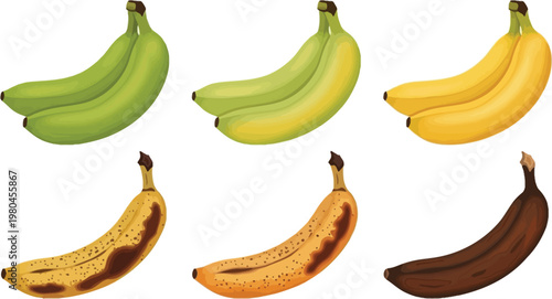 Banana Ripening Stages Vector Set with Green, Yellow and Rotten Fruit Showing Freshness Levels for Food, Nutrition and Agriculture Illustration