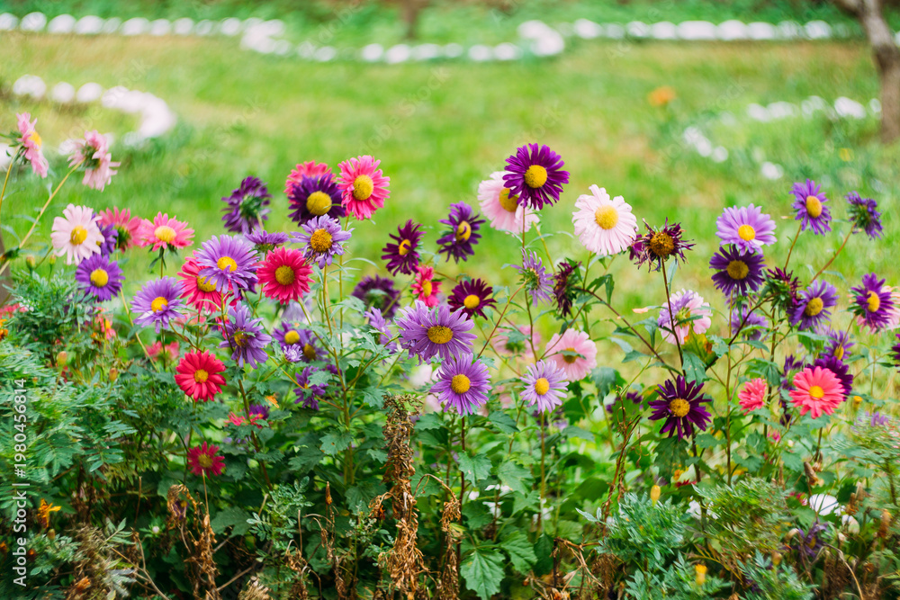 Obraz premium Illuminated dahlia displays surrounded by animated wildlife and spirited environment