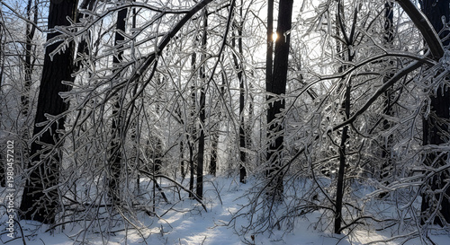 Winter forest landscape with icecovered branches after an ice storm