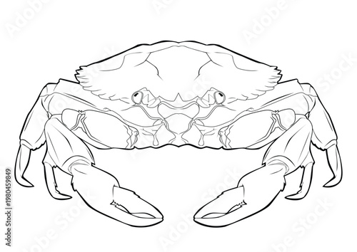 crab lineart4