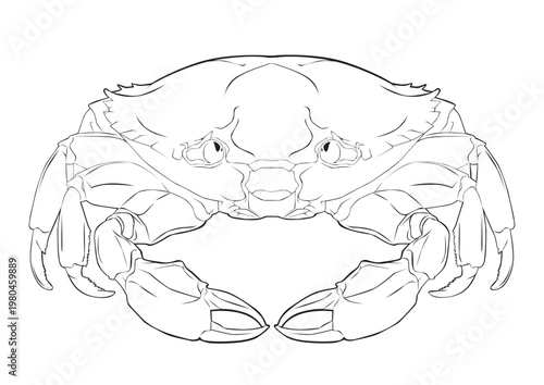 crab lineart2