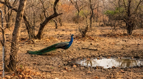 Blue Peacock in Wild Life Habitat, made by Ai