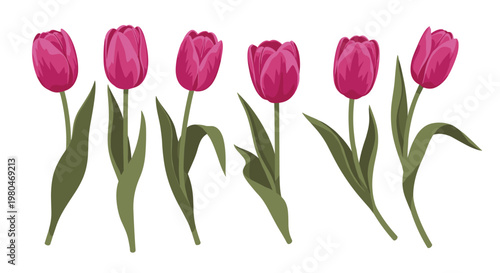 Row of six beautiful magenta tulip flowers on long green stems with leaves isolated on a white background.