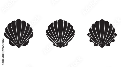 Silhouette of three scallop shells with white lines on white background  sea shells  marine life