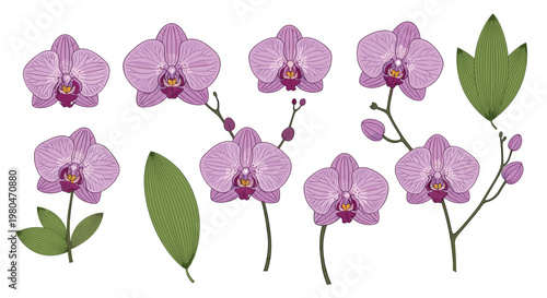 Detailed collection of purple orchid flowers and green leaves in various arrangements for botanical studies and floral art.