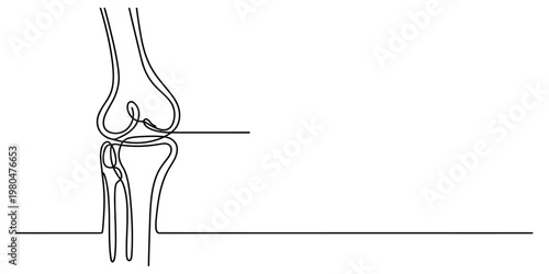 Minimalist continuous line drawing of a human knee joint showing anatomy of the lower leg bones