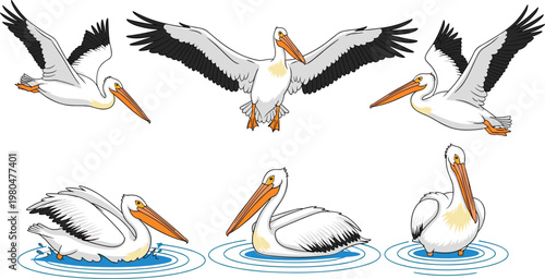 Pelican Bird Vector Collection with Different Poses Including Flying, Swimming, and Resting for Wildlife, Nature, and Animal Illustrations