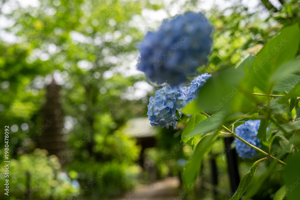 Fototapeta premium Beautiful blooming hydrangeas with water droplets in a rainy garden