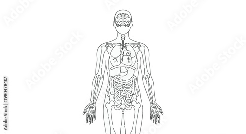 Detailed illustration of human body anatomy with internal organs and skeletal system