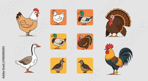 Colorful illustration of various poultry birds.