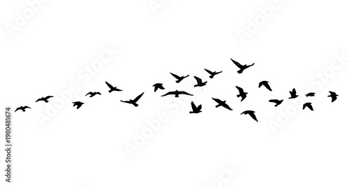 Minimalist ink flock of birds flying line vector grunge brush hand drawn sketch illustration isolated on white background