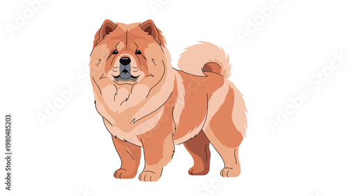Majestic and fluffy Chow Chow dog standing gracefully, showcasing its distinctive thick coat and proud posture, looking forward.