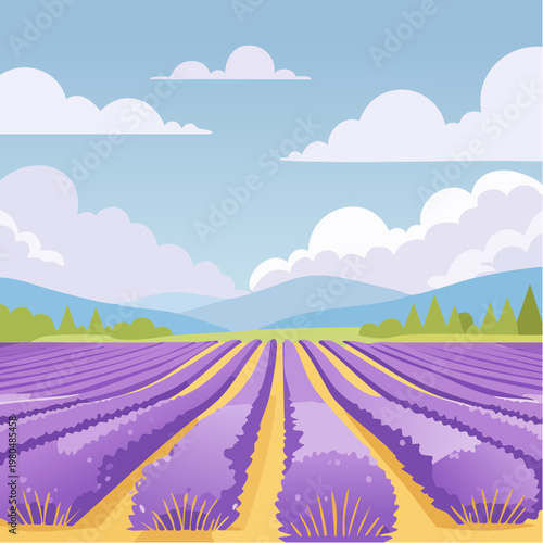 Rows of colorful lavender flowers field.